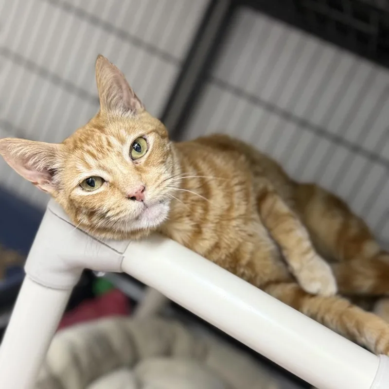 Goldfinch thumbnail 6