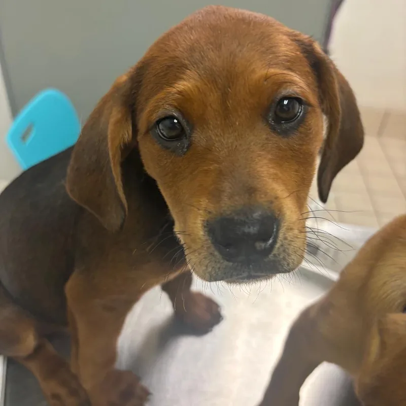 A baby small-sized female Brown / Chocolate Mixed Breed dog named Sierra for adoption in Charleston, WV