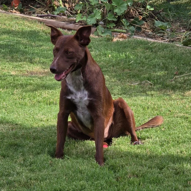 Rosie
