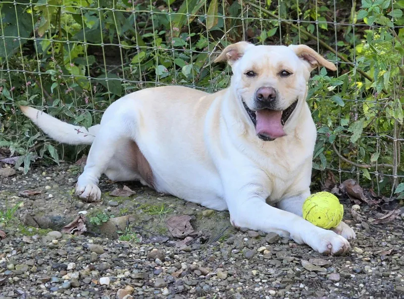 An adult large-sized male Labrador Retriever dog named Oopah for adoption in Woodsfield, OH
