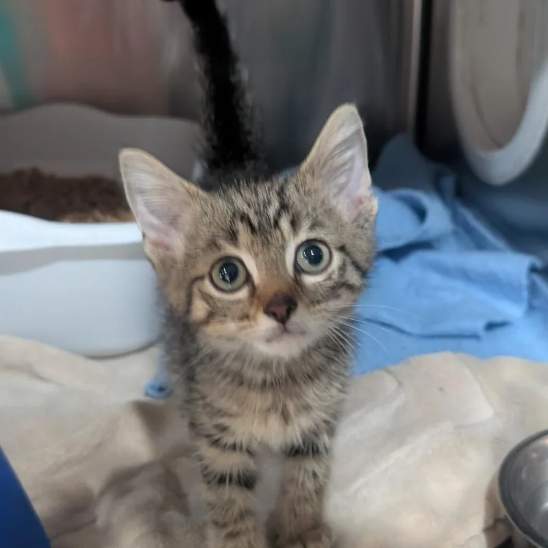 A baby small-sized male Brown / Chocolate Domestic Short Hair cat named Meowington for adoption in Jefferson city, TN