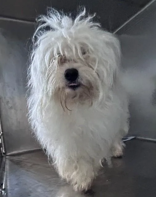 A young medium-sized male Maltese dog named Bobby for adoption in Baldwin Park, CA