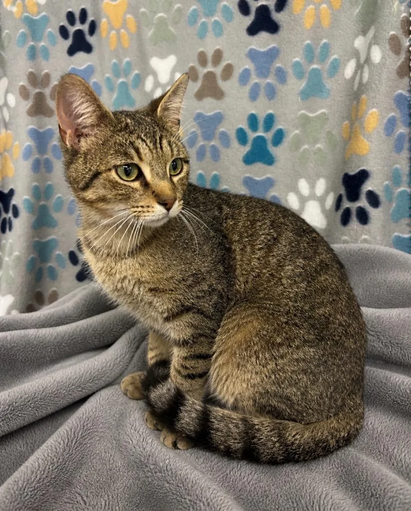 A young medium-sized male Domestic Short Hair cat named Macaroni for adoption in Wabash, IN