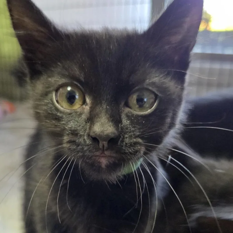 A baby small-sized female Domestic Short Hair cat named Ilwaco for adoption in Allyn, WA
