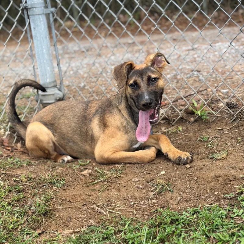 A young medium-sized female Golden German Shepherd Dog dog named Winnie for adoption in Summerdale, AL