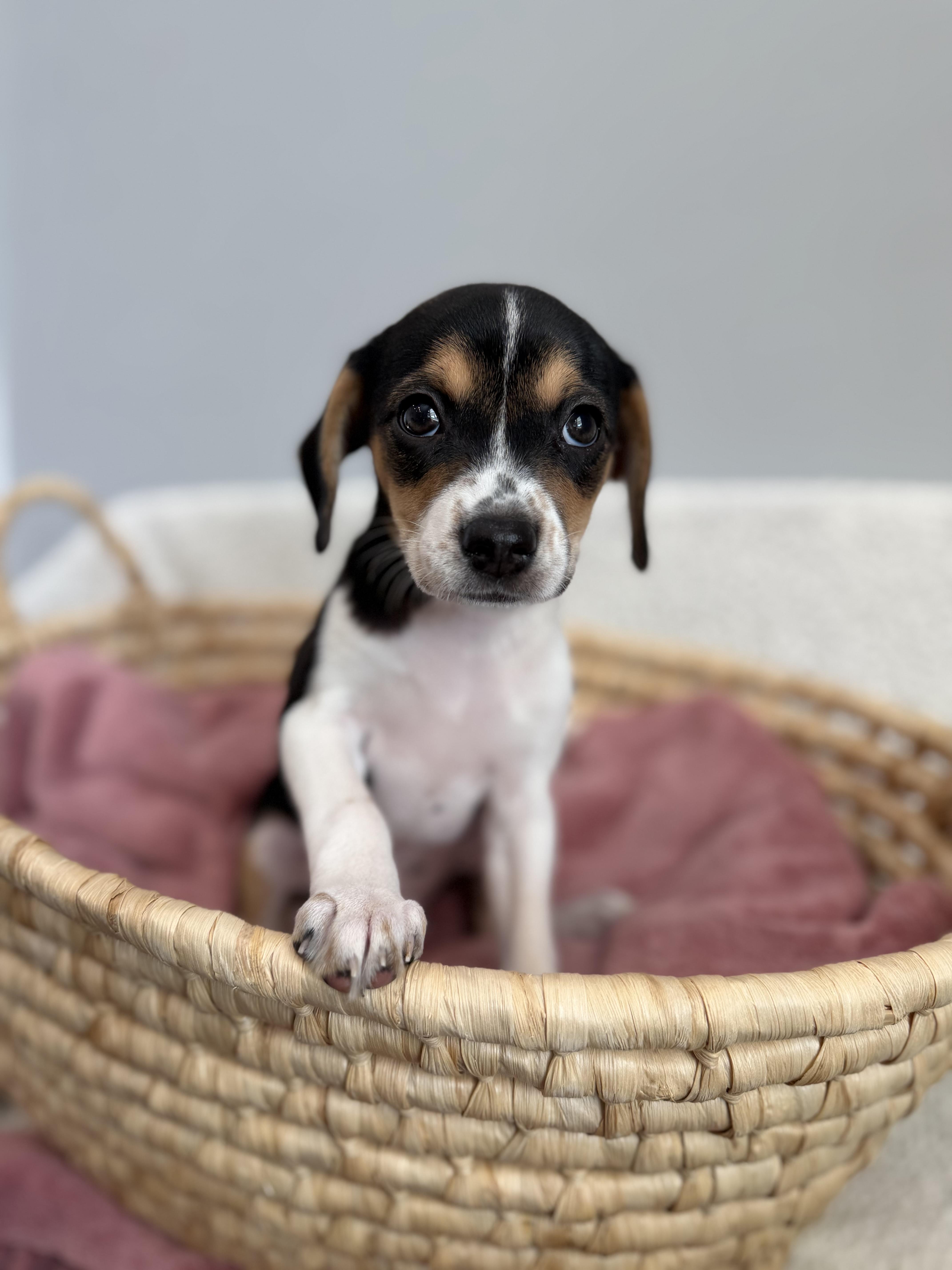A baby small-sized female Tricolor (Brown, Black, & White) Beagle dog named Lark for adoption in Lawrenceville, GA