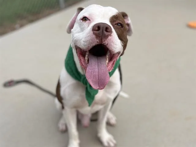 An adult large-sized male Pit Bull Terrier dog named Ghost for adoption in Charlotte, NC