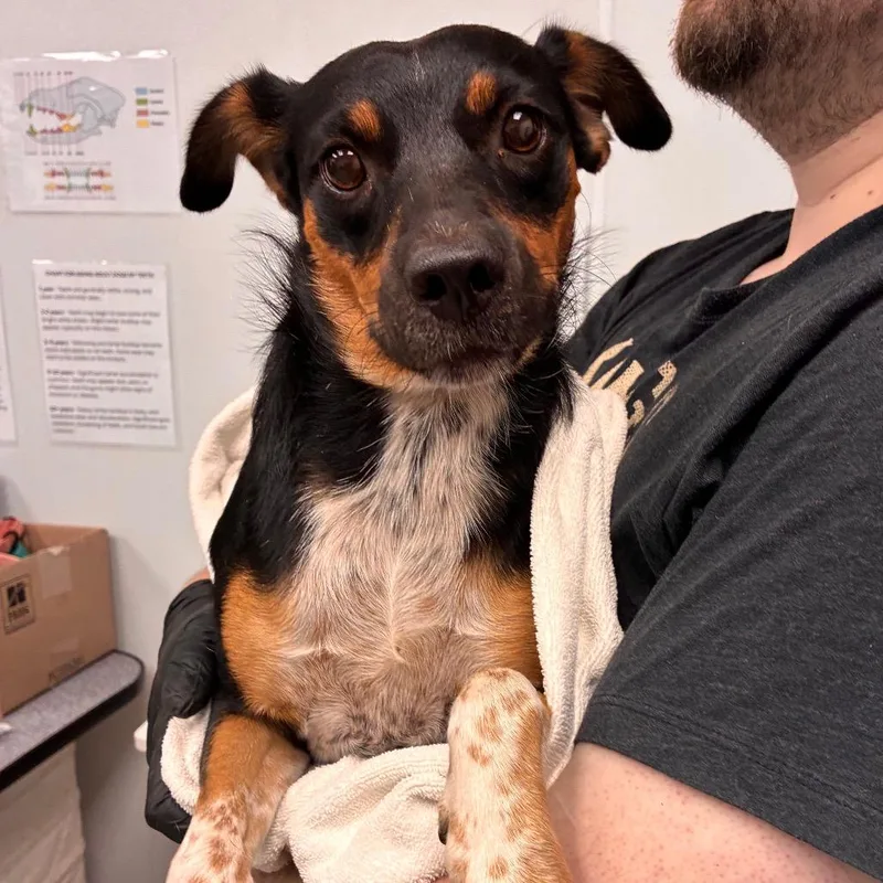 An adult medium-sized female Black Mixed Breed dog named Roxy for adoption in Abilene, TX