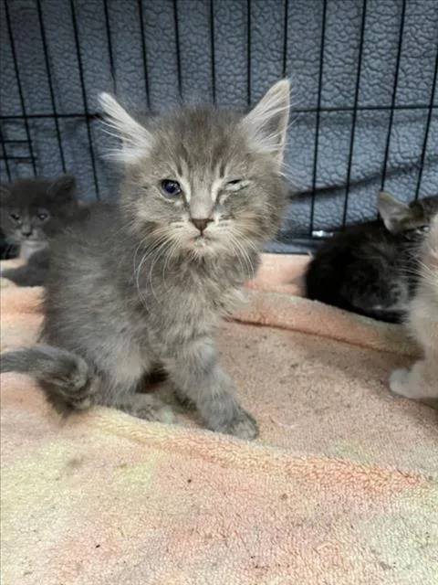 A baby small-sized male Domestic Long Hair cat named Beast for adoption in Tracy, CA