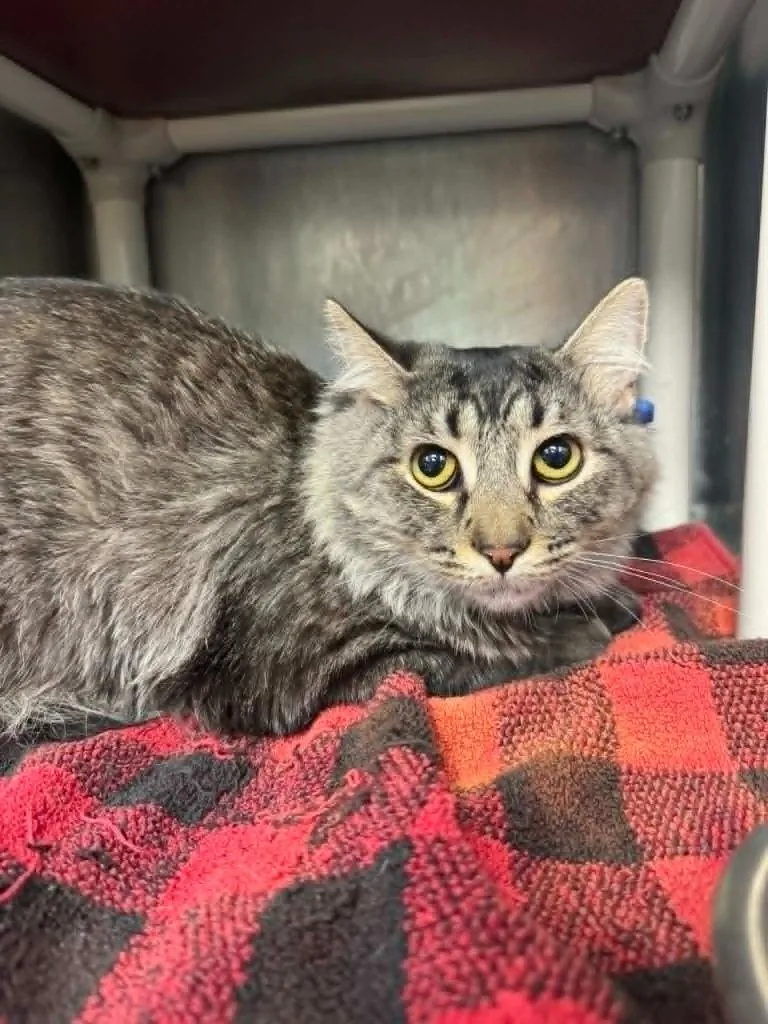 A young medium-sized male Domestic Short Hair cat named Milo for adoption in Marion, OH