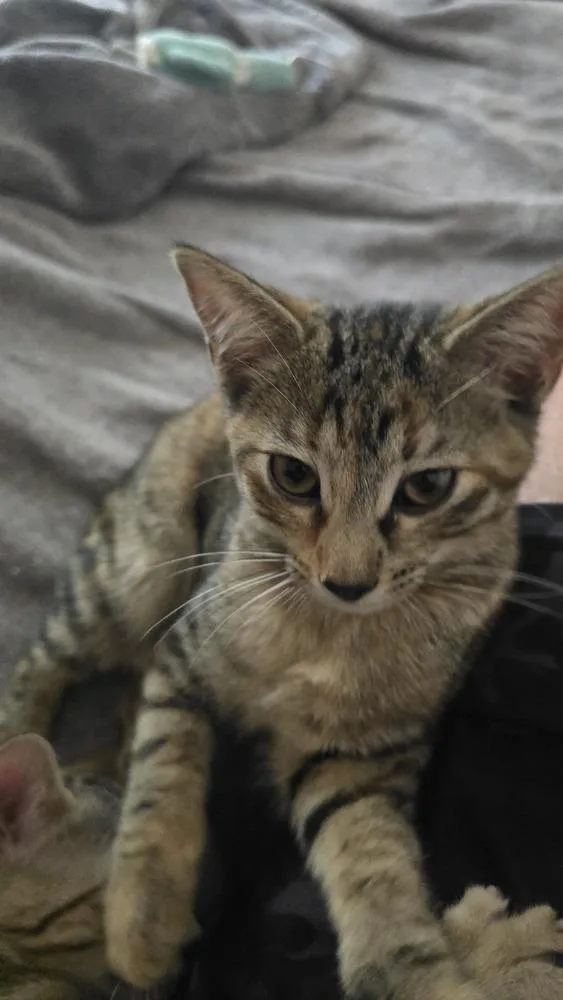 A baby small-sized female Calico cat named Princess Consuela Banana Hammock for adoption in Dallas, TX