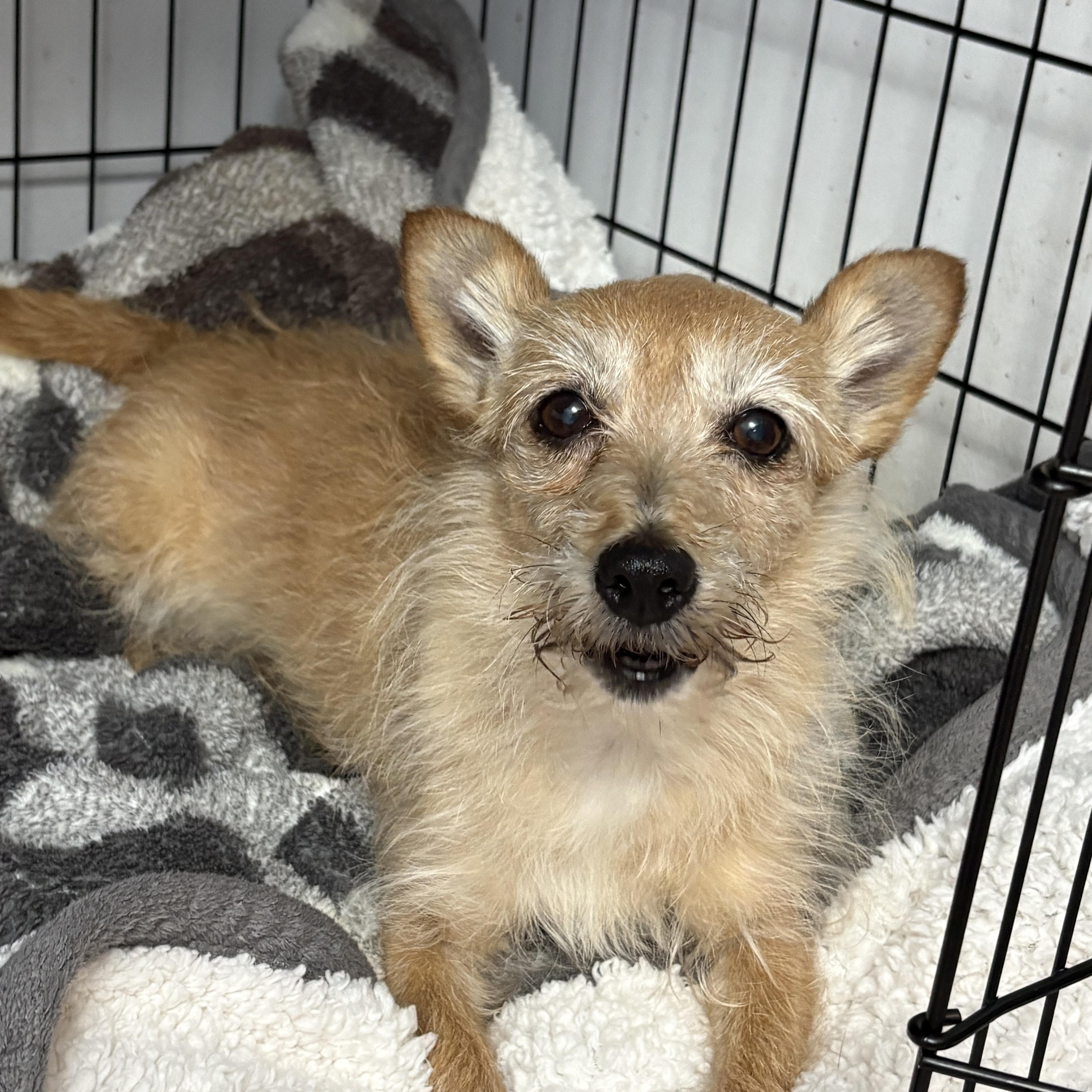 An adult small-sized female Mixed Breed dog named Twinkie for adoption in Richmond, TX