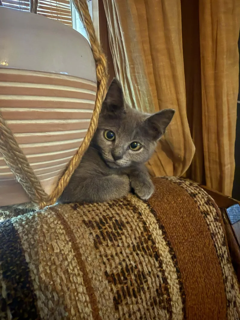 A baby small-sized female Domestic Short Hair cat named Crickett for adoption in Knoxville, TN