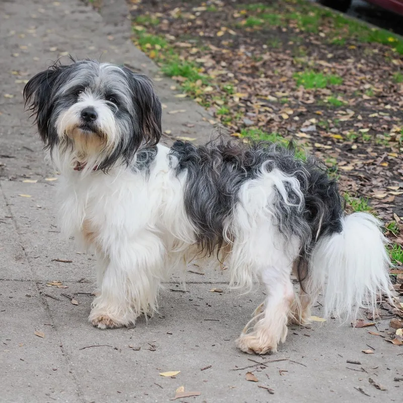 Gilligan thumbnail 2