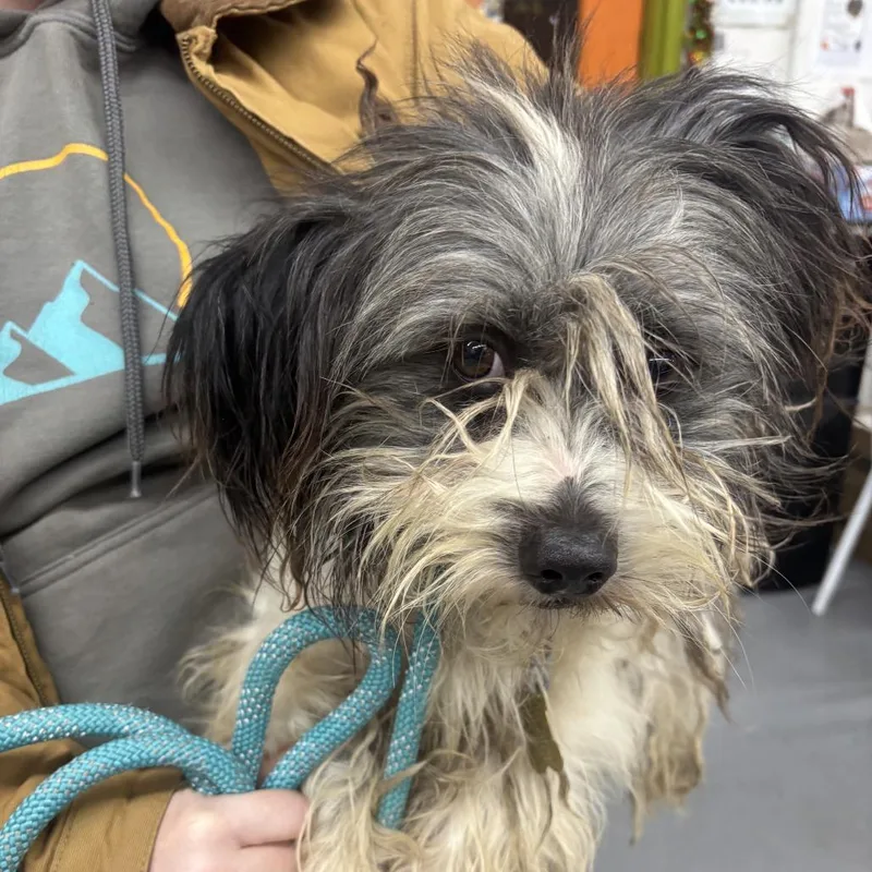 Gilligan thumbnail 4