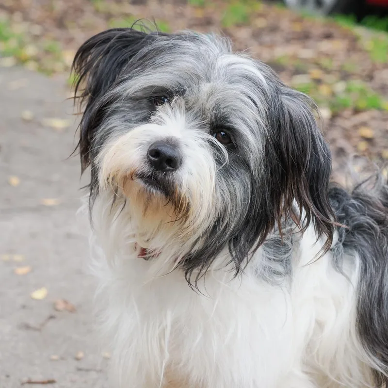 Gilligan thumbnail 6