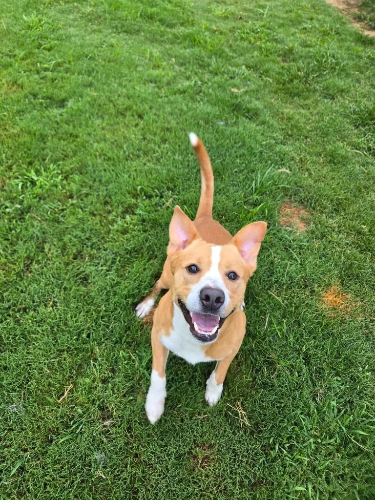 A young large-sized male Terrier dog named Styles for adoption in Athens, TN