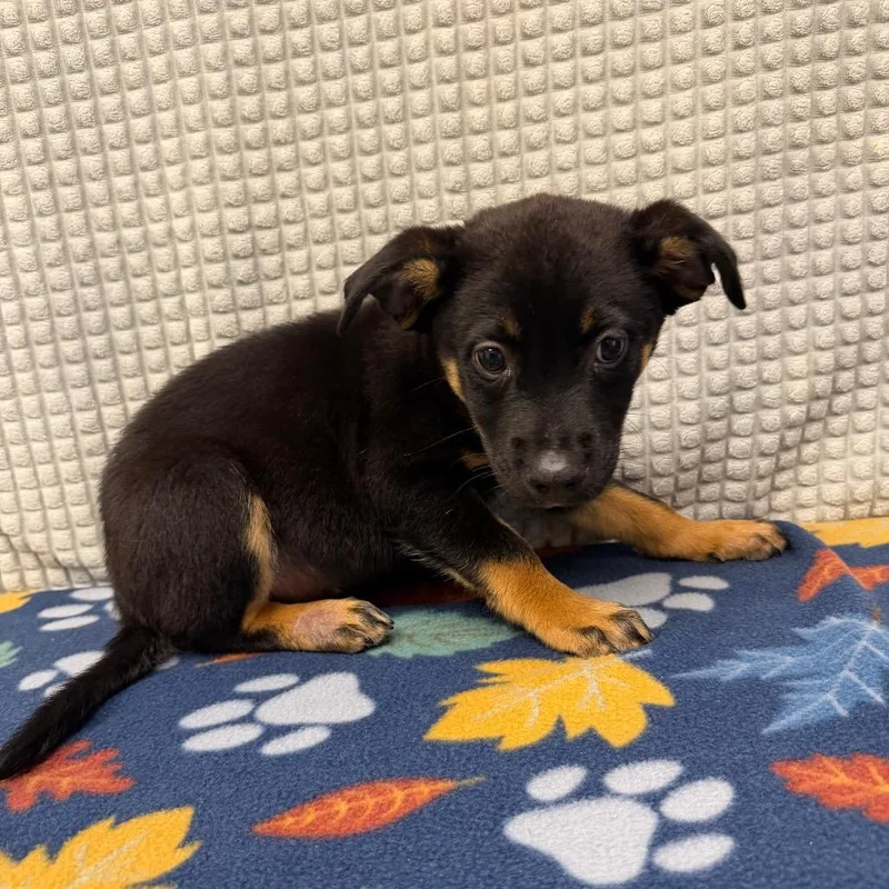 A baby small-sized male Black Hound dog named Enzo for adoption in Bryan, TX