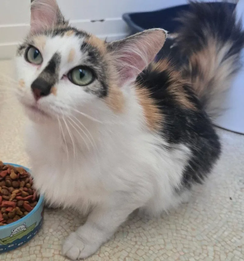 A young medium-sized female Domestic Medium Hair cat named Chrissy for adoption in Battle Ground, WA