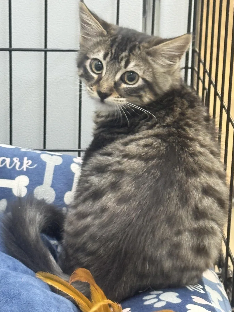 A young medium-sized male Domestic Medium Hair cat named Marco for adoption in Sonora, CA