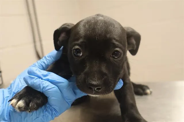 A baby small-sized female Mixed Breed dog named Delta for adoption in Columbia, SC
