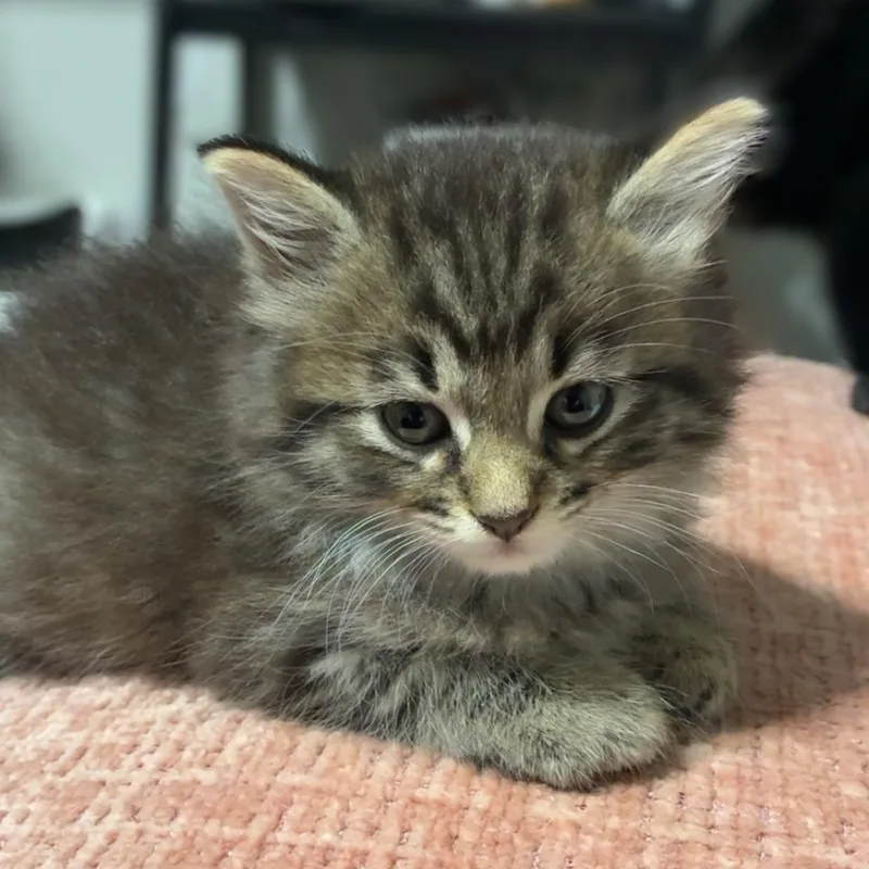 A baby medium-sized female Tabby (Brown / Chocolate) Ragamuffin cat named Nobara for adoption in Allen, TX