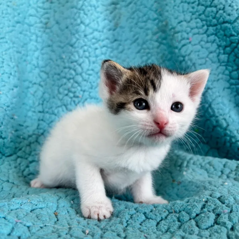 A baby small-sized female White Domestic Short Hair cat named Rye for adoption in Smithville, TN