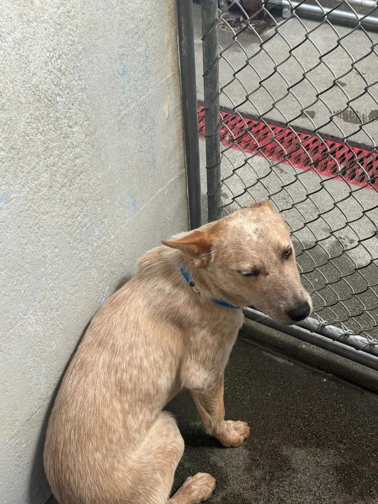 A young small-sized male Cattle Dog dog named Tucson for adoption in Brookings, OR