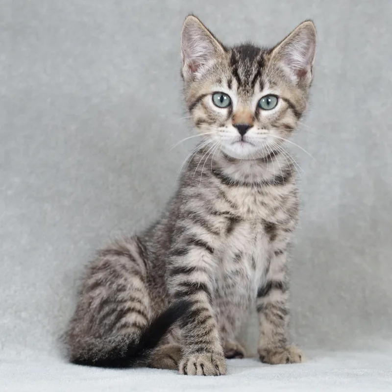 A baby small-sized male Brown / Chocolate Domestic Short Hair cat named Gerardo for adoption in Sunnyvale, CA