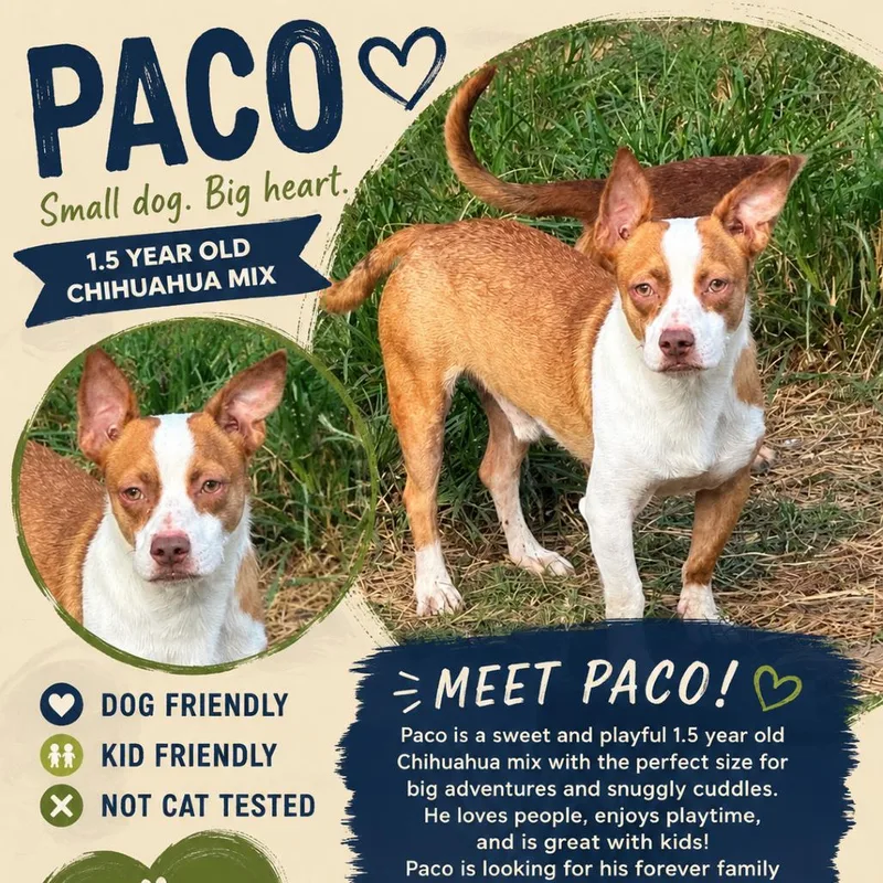 An adult small-sized male Yellow / Tan / Blond / Fawn Chihuahua dog named Paco for adoption in Anahuac, TX