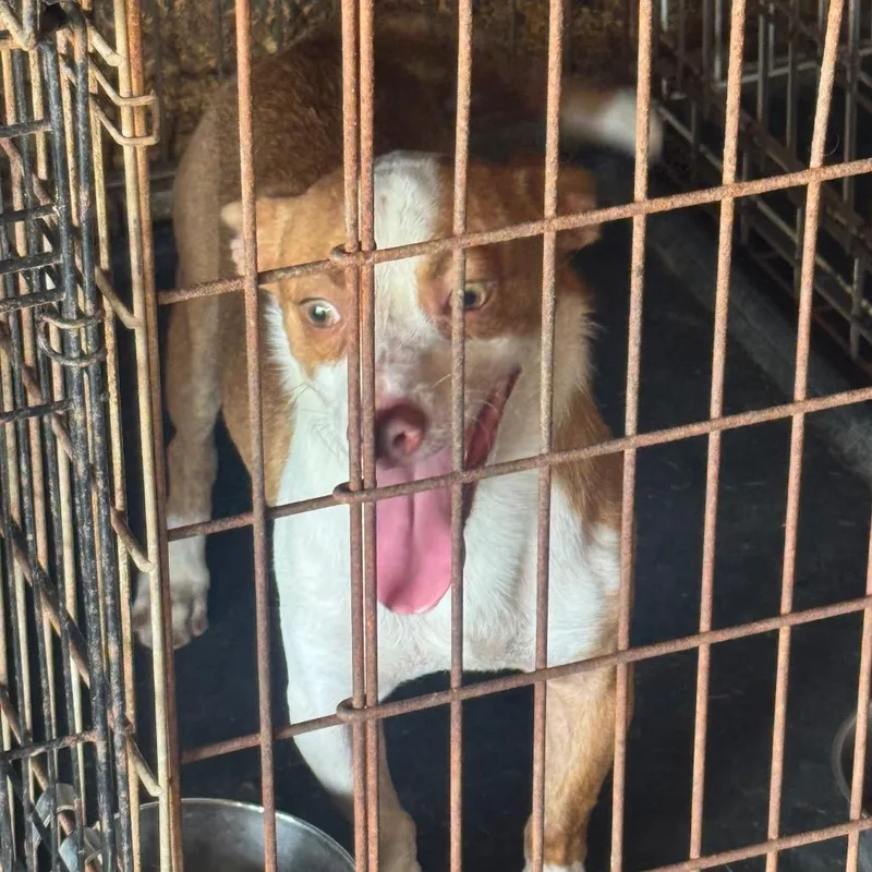 Paco thumbnail 2