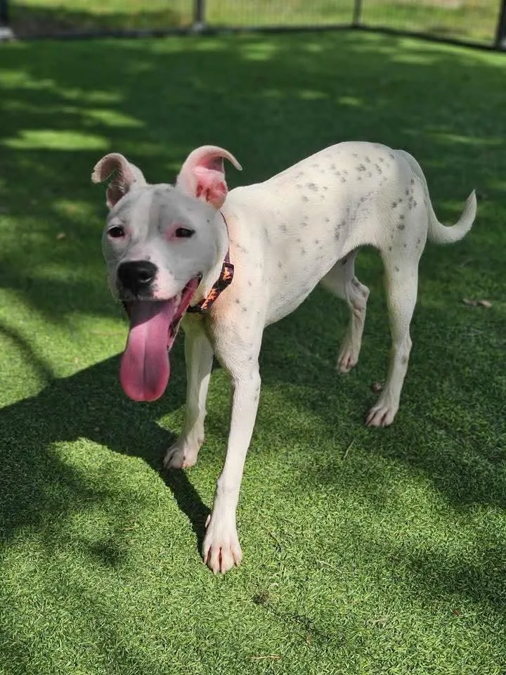 A baby medium-sized female White / Cream American Bulldog dog named Ceres for adoption in Lakeland, FL