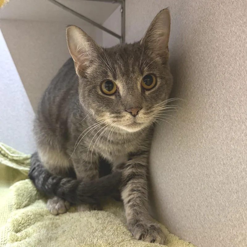 A young medium-sized male Gray / Blue / Silver Domestic Short Hair cat named Duncan for adoption in Pittsburgh, PA