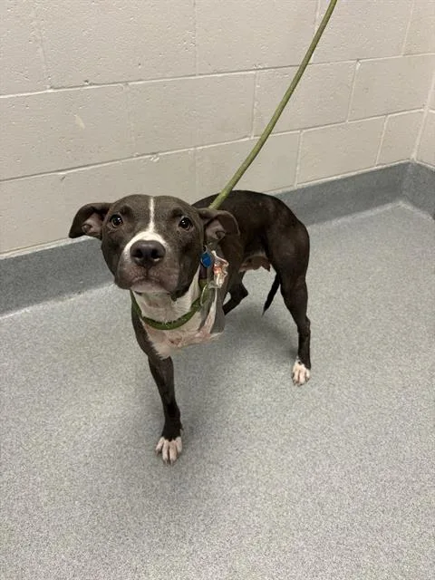 An adult medium-sized female Pit Bull Terrier dog named Cerra for adoption in Indianapolis, IN