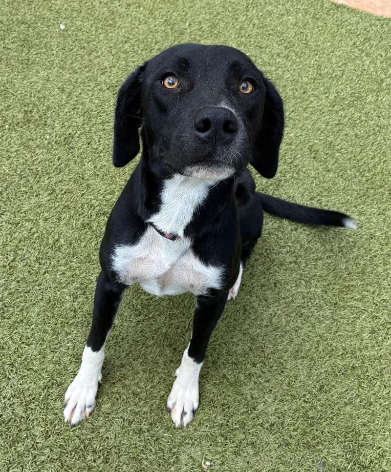A young medium-sized female Pointer dog named Angel for adoption in Newcastle, OK