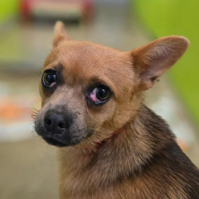 An adult small-sized female Yellow / Tan / Blond / Fawn Chihuahua dog named Mary Puppins for adoption in San Jacinto, CA
