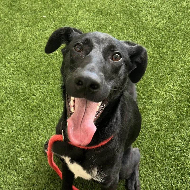 A young large-sized female German Shorthaired Pointer dog named Ody for adoption in Burlingame, CA