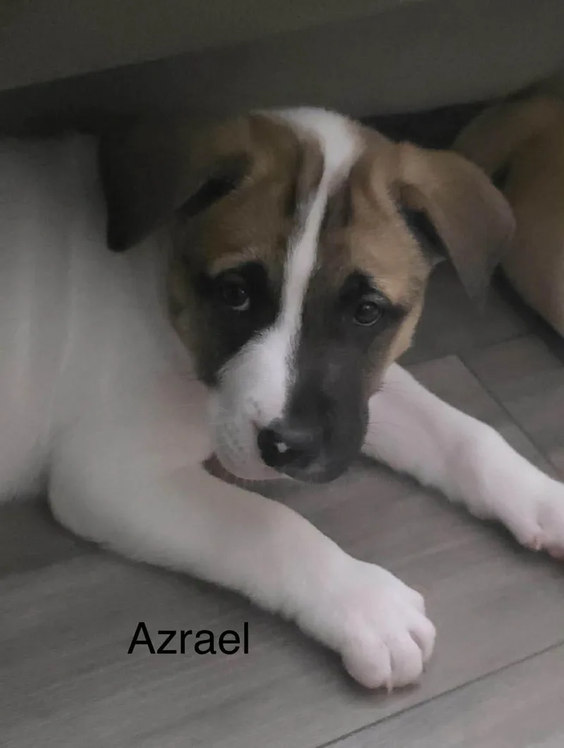 Azrael