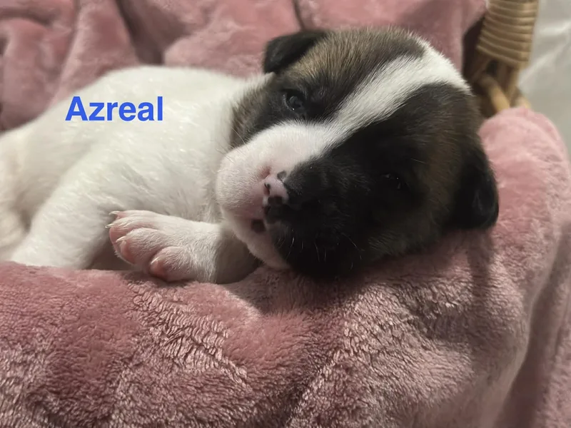 Azrael thumbnail 2