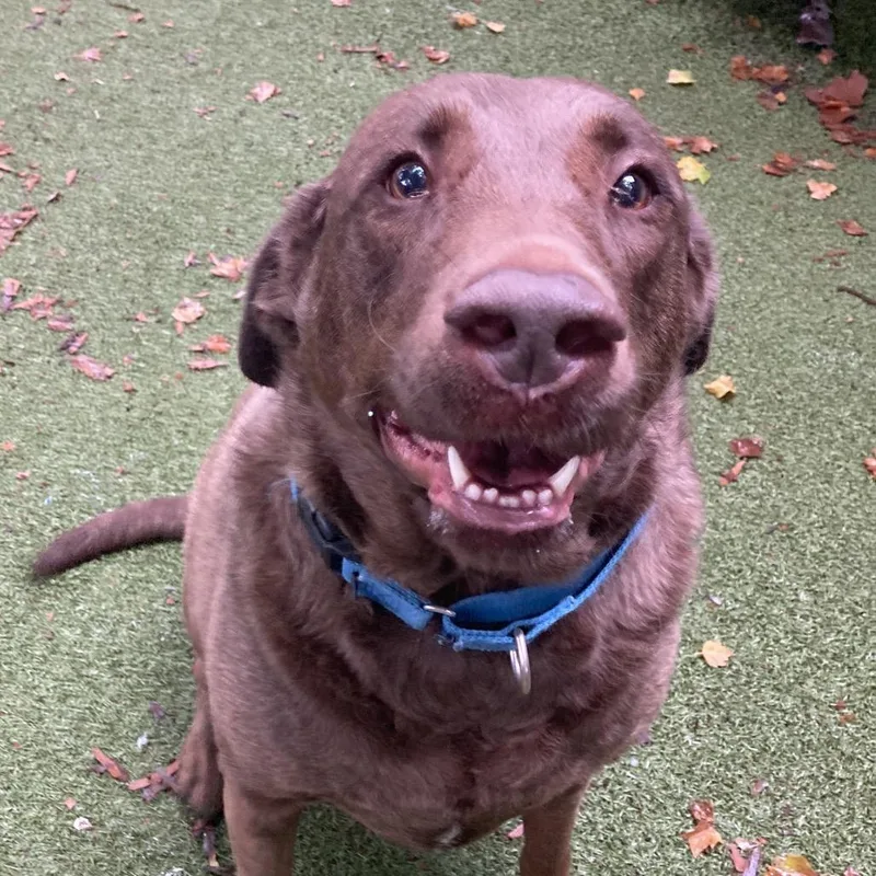 An adult large-sized female Brown / Chocolate Chocolate Labrador Retriever dog named Calliope for adoption in Providence, RI