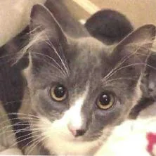 Figaro