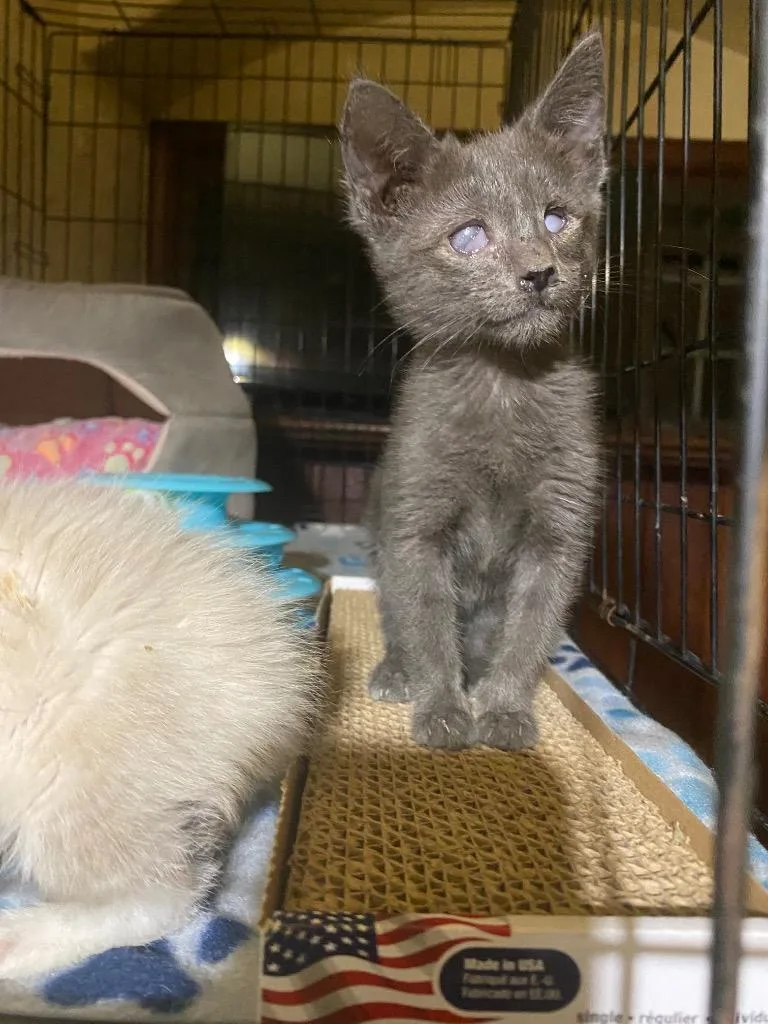 A baby small-sized female Domestic Short Hair cat named Hope for adoption in Pomona, NY