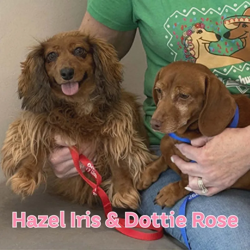 An adult medium-sized female Dachshund dog named Hazel Iris+ for adoption in San Antonio, TX