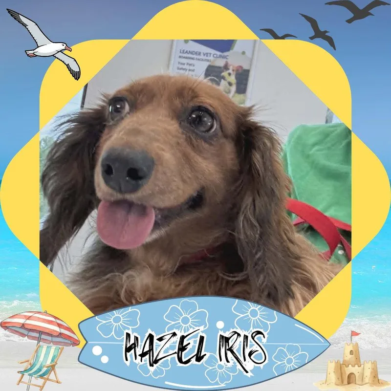 Hazel Iris+ thumbnail 3