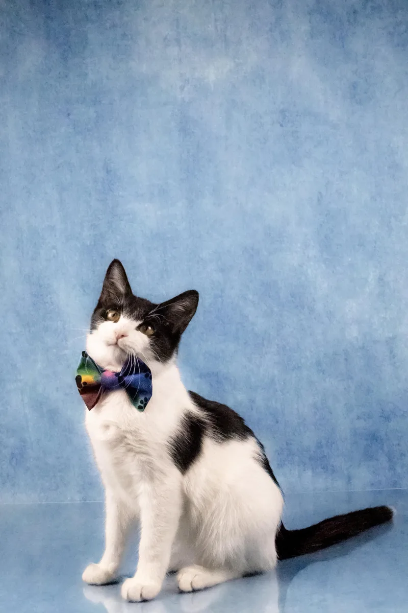 A baby medium-sized male Black & White / Tuxedo Domestic Short Hair cat named Farley for adoption in Tuscaloosa, AL