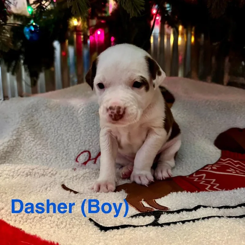 Dasher  Indica