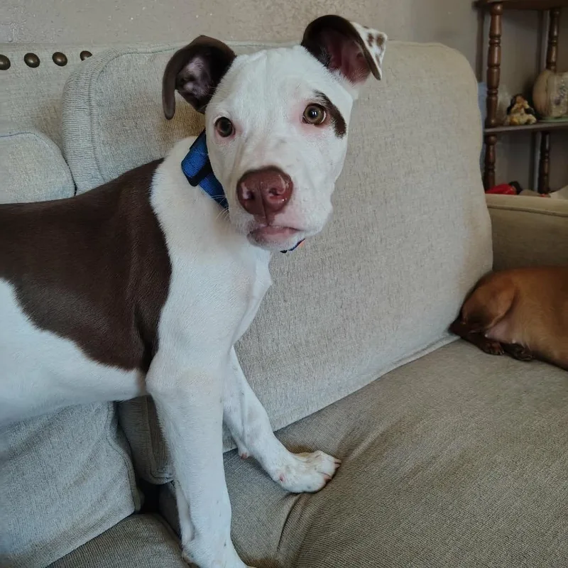 Dasher  Indica thumbnail 2