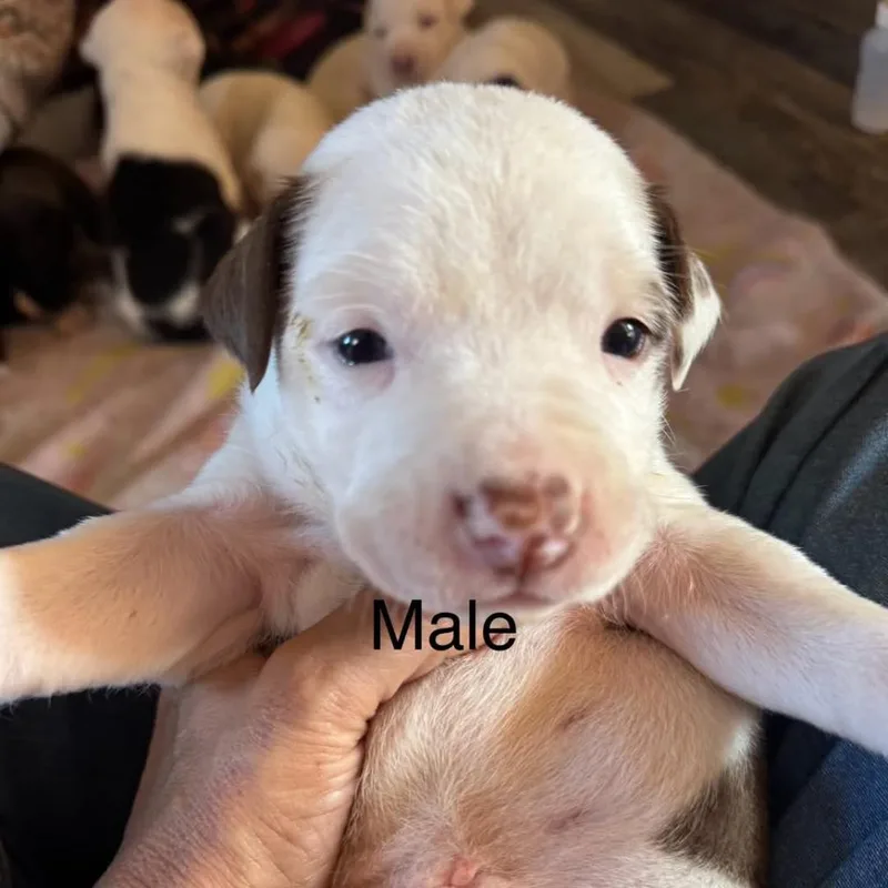 Dasher  Indica thumbnail 3