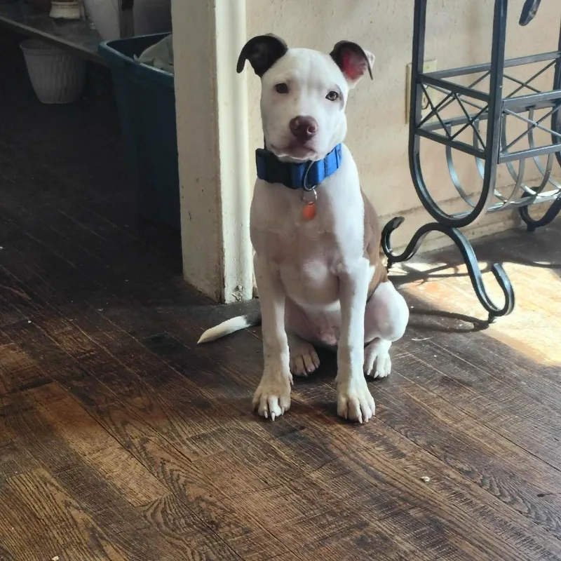 Dasher  Indica thumbnail 4