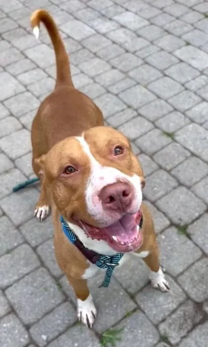 An adult large-sized male Pit Bull Terrier dog named Mr. Fantasy for adoption in Washington, DC